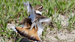 Killdeer bird Call amp Dance [upl. by Deanne]