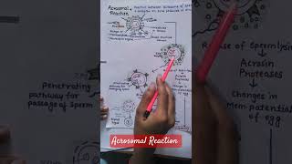 Acrosomal Reactionprevention of polyspermy mbbs youtubeshorts [upl. by Ayak]