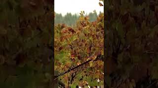 ☔🍇 ¡Viñedos bajo el agua en Sonoma County en California shorts noticias lluvias [upl. by Ahsyas703]