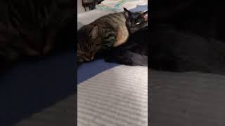 Cute Cats❤️ Ganesha amp Balu love to sleep together 🫶 [upl. by Aicatsana]