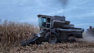 Gleaners Harvesting corn in 2024 [upl. by Kellyn]