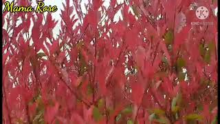 Photinia Red Robin [upl. by Papst]