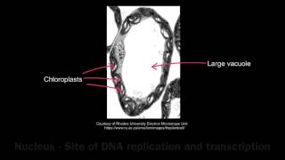 12 Application Exocrine gland cells of the pancreas and palisade mesophyll cells of the leaf [upl. by Romie947]