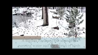 Backyard Bird Feeding Frenzy  Faribault Minnesota [upl. by Morette]