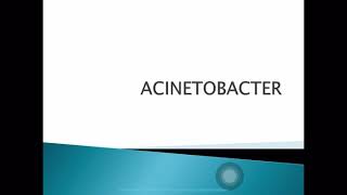 Acinetobacter [upl. by Mezoff]