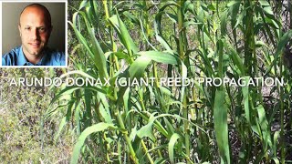 Giant Reed Arundo donax propagation [upl. by Kinata]