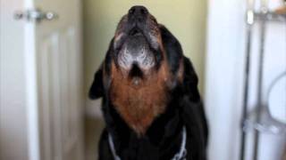 HUGE ROTTWEILER HOWLING GUINNESS BOOK OF WORLD RECORDS [upl. by Loar734]