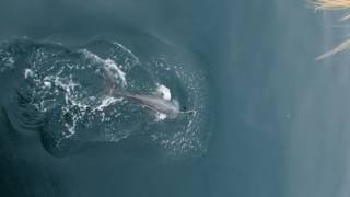 Type A1 Killer Whale  Gerlache Strait Antarctica [upl. by Lucilla]