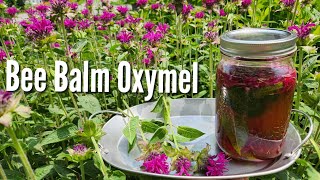 Bee Balm Wild Medicinal Oxymel [upl. by Nnyledam]