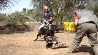 Training Neapolitan Mastiff [upl. by Alisan]