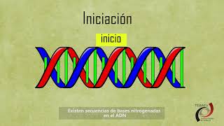 Transcripción de ADN y ARN [upl. by Dixon]