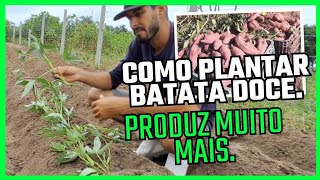 A FORMA CERTA DE PLANTAR BATATA DOCE PRODUZ MUITO MAIS [upl. by Sancho]