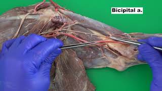 Blood Supply to the Forelimb of the Dog [upl. by Philipps]