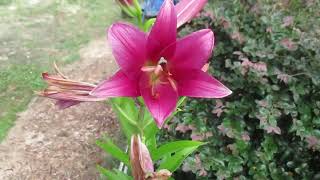 Purple Prince Lily Tree not an amaryllis but it blooms in the summer [upl. by Valle]