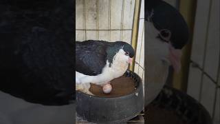 Cleaning the pigeon nest 🪺🕊️ shorts pigeon kabutar [upl. by Derayne]