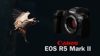 Fotografía de FAUNA con Canon EOS R5 Mark II ¿Merece la pena el cambio de cámara desde R5 [upl. by Weinrich]