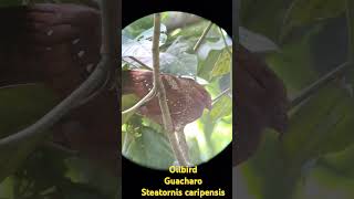 Guacharo Oilbird Steatornis caripensis en los senderos de la estacion Sirena de Corcovado [upl. by Enalda703]