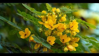 Analysis of Gallic Acid and Kaempferol in Chloroform and Ethanol Extract of Cassia hirsuta Seeds [upl. by Ahsita542]