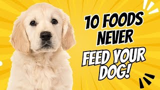 10 Foods You Should NEVER Feed Your Dog [upl. by Droffats]