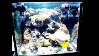 Mein 250 Liter Meerwasseraquarium [upl. by Adgam]