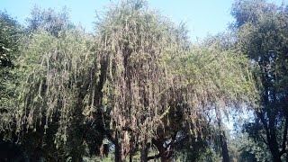 Callistemon citrinus Melaleuca citrina Tree [upl. by Ovid]