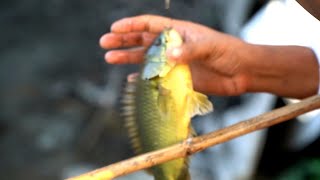 বড়শি দিয়ে দেশীয় কৈ মাছ ধরা। Koi fish catching with hook। FishingWorld। [upl. by Alveta72]