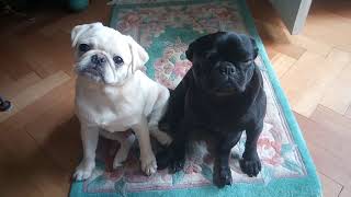 Black amp White Pug [upl. by Helsell]