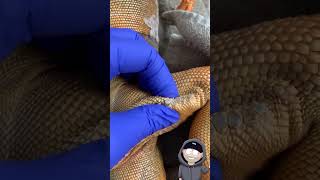 Disrespectful Iguana Femoral Pore Popping Video [upl. by Ihcego54]