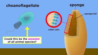 Endosymbiosis Choanoflagellates and the Origin of Animal Life [upl. by Alamap]