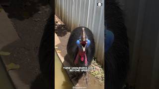 Cassowary 🦤 The Most Dangerous Bird on Earth [upl. by Tterej]