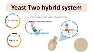 Yeast 2 hybrid system  Yeast two hybrid system for proteinprotein interaction  Animated biology [upl. by Analihp]