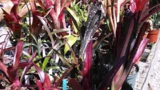 Billbergia bromeliads explained care maintenance suggestions [upl. by Noid]