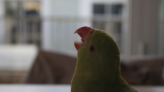 Parrot Indian Ringneck parakeet callScreeching [upl. by Thora]