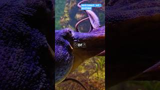 Octopuses Punching Fish The Hilarious Truth oceanlife octopuses funnyanimals funnyfish [upl. by Honeyman370]