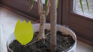 kleine Fliegen Trauermücken in Blumenerde natürliche Bekämpfung [upl. by Erodroeht]