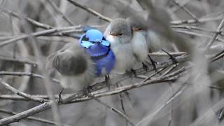 Splendid fairy wrens of Bedfordale Western Australia [upl. by Bouldon]