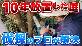 【庭木の伐採】10年放置した荒れ放題の庭をリセット！植木のプロのチェーンソー捌きが気持ち良い作業解説＜爽快ビフォーアフター＞｜神奈川 [upl. by Paulina]