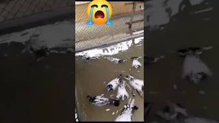 😭🕊️😭Red na kerg jidgi pigeon kabtar kabootar reels trendingshorts pigeonlover ytviral कबूतर [upl. by Naryb]