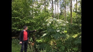 Giant Hogweed Heracleum mantegazzianum Highly dangerous plant [upl. by Ise659]