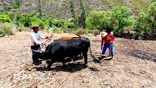 siembra de MAIZ ► Huaquirca  Antabamba  Apurimac [upl. by Farny]