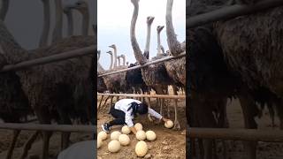 Ostrich farms in china🥚 [upl. by Egidio258]