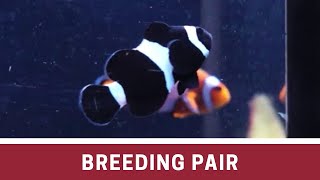 Mixed Breeding Pair Ocellaris Clownfish at Elite Reef of Denver Colorado [upl. by Yrallih]