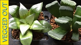 HAWORTHIA SUCCULENT PLANT CARE  WHEN amp HOW TO WATER  TRUNCATA MORE [upl. by Standing]