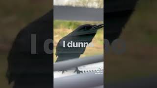 THIS CROW CAN TALK LIKE A HUMAN 😳😥 [upl. by Rhody]