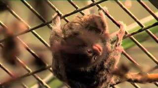 The worlds tiniest monkey gives birth to even tinier babies [upl. by Ferino]