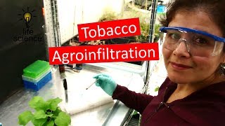 Tobacco Agroinfiltration Transient Transformation [upl. by Aranahs]