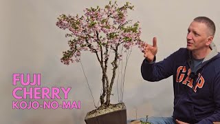 Fuji Cherry quotKojonomaiquot  new bonsai project [upl. by Mandel106]