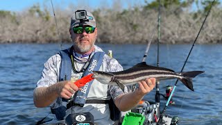 Every Cast Fish Matlacha Kayak Fishing Dolphins Cobia Redfish Snook Trout southwestflorida [upl. by Thibaud]