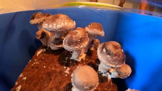 24 hour timelapse of Shiitake Mushrooms growing [upl. by Enelad861]