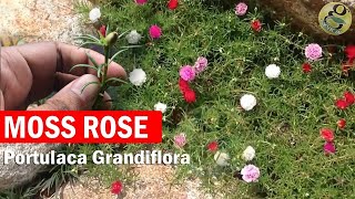 Portulaca grandiflora  How to Grow Moss rose Rose moss Button Rose  Seeds Care and Propagation [upl. by Ilke]